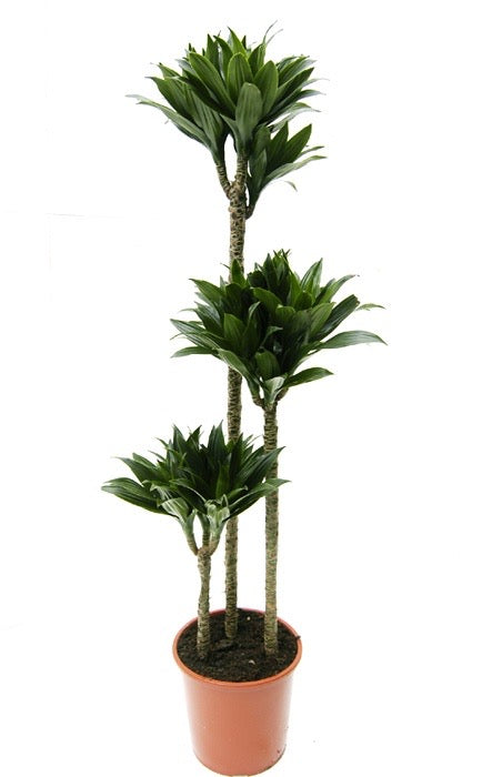 Draceana