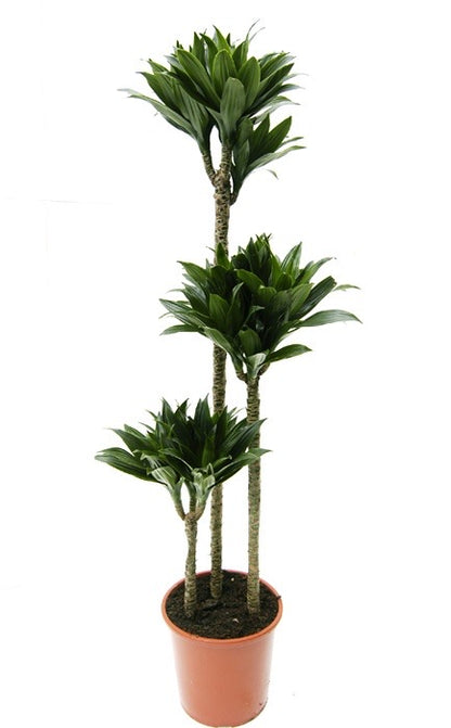 Draceana