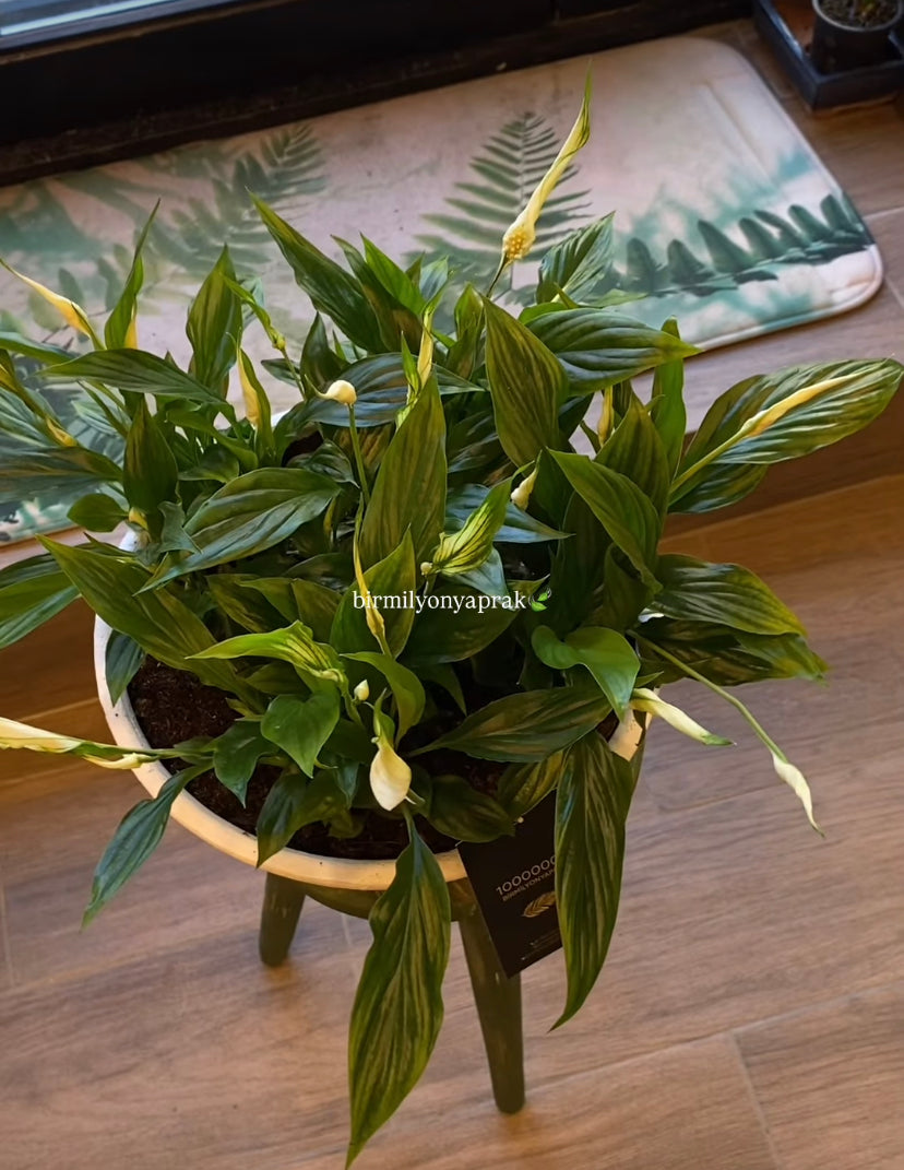 Masa üstü bitkilər