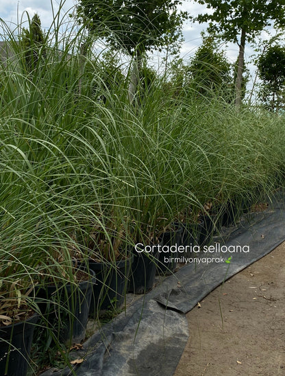 Hər növ çöl məkan bitki və ağacları