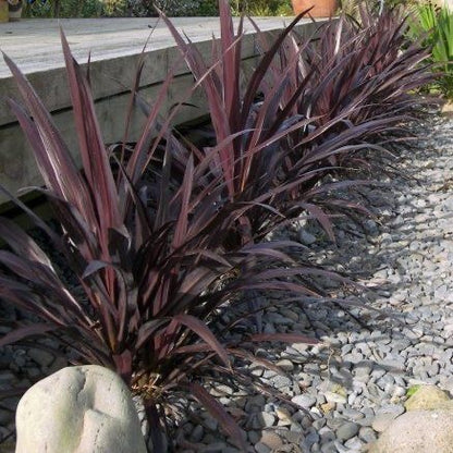 Bitki dizayn “kompozisiya”