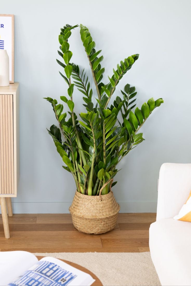 Zamioculcas