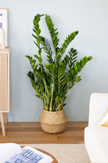 Zamioculcas