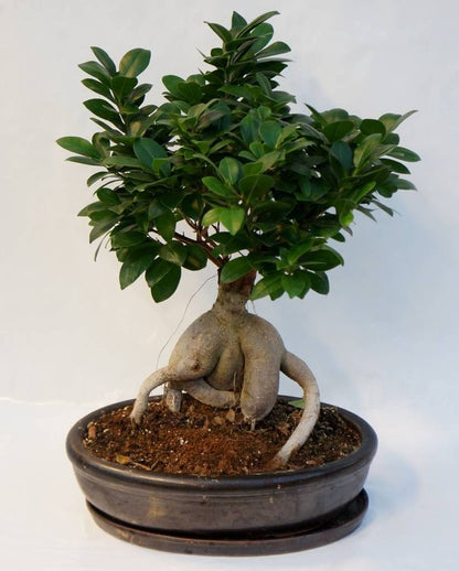 Ficus bonsai