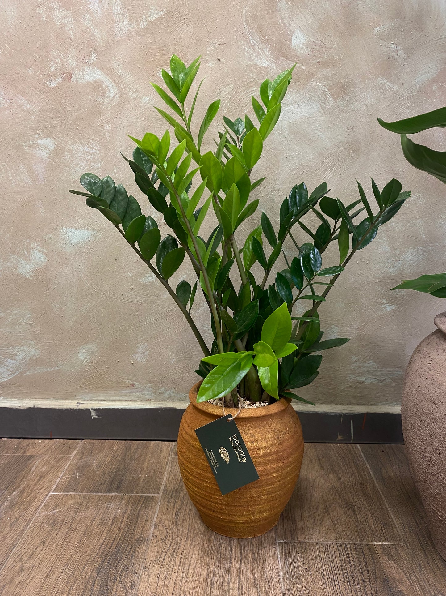 Masa üstü bitkilər