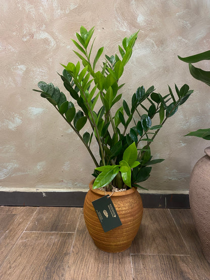 Masa üstü bitkilər