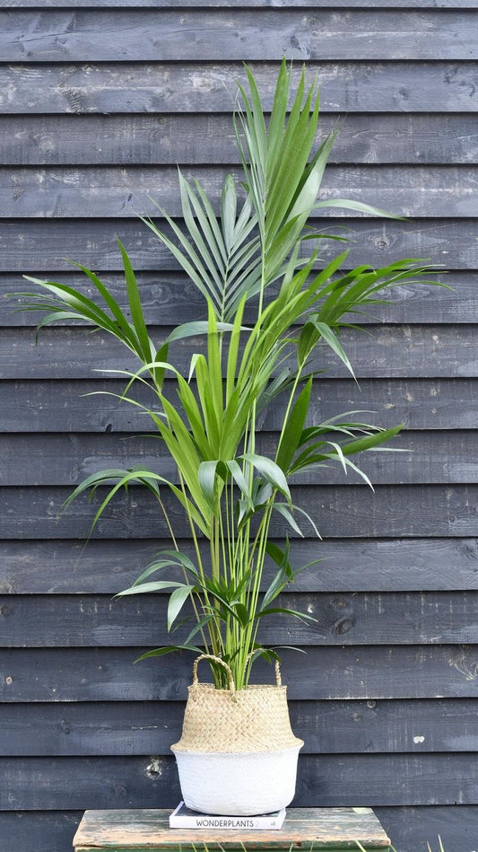 Howea palm