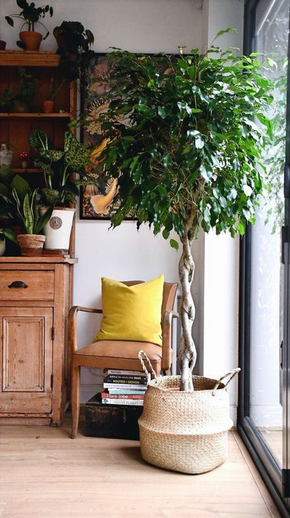 Ficus benjamina