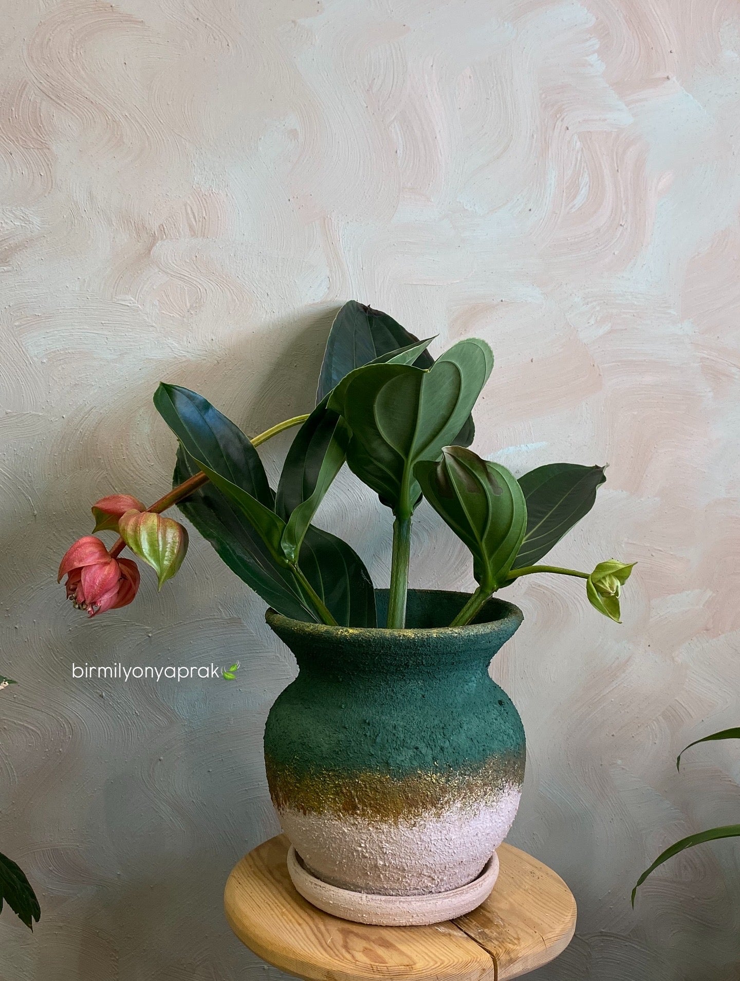 Masa üstü bitkilər