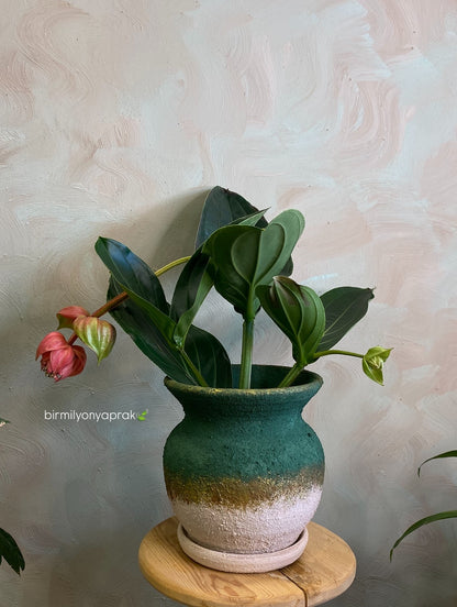 Masa üstü bitkilər