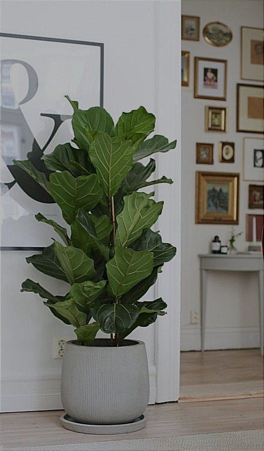 Ficus lyrata
