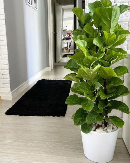 Ficus lyrata