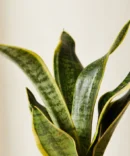 Snake Plant