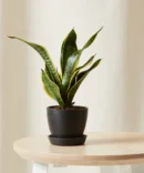 Snake Plant