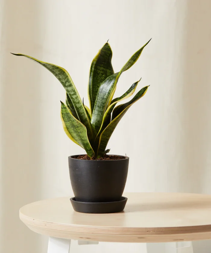 Snake Plant - Görsel 5