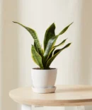 Snake Plant