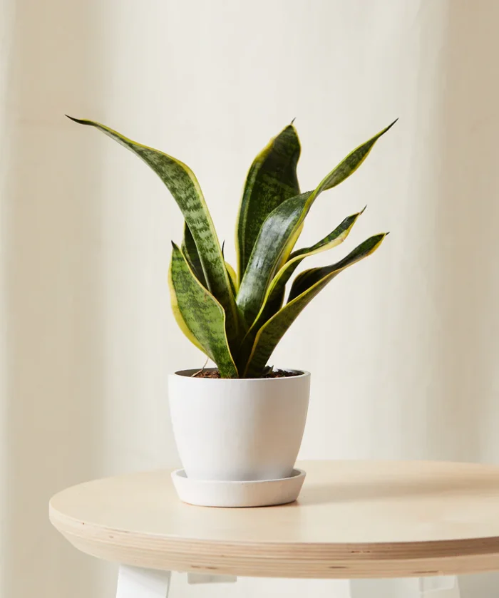 Snake Plant - Görsel 7