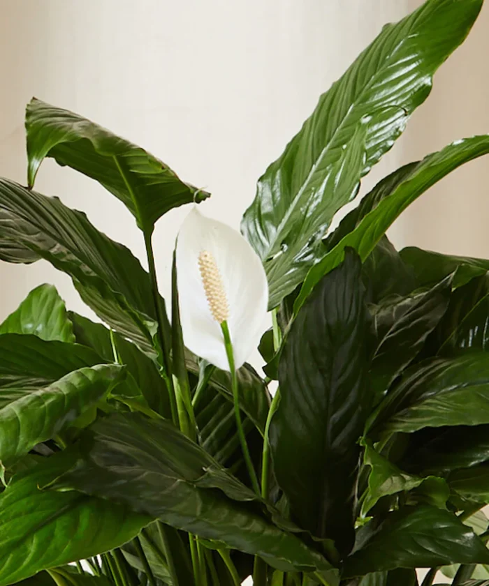 Peace Lily - Görsel 2