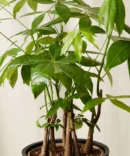 Money Tree Forest