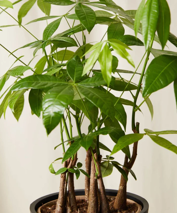 Money Tree Forest