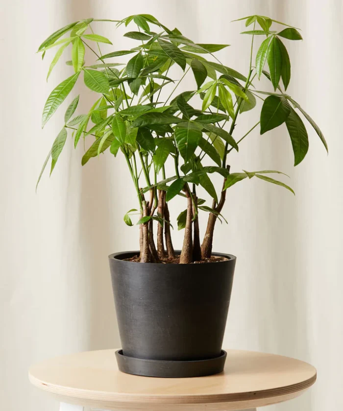 Money Tree Forest - Görsel 3