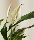 Peace Lily