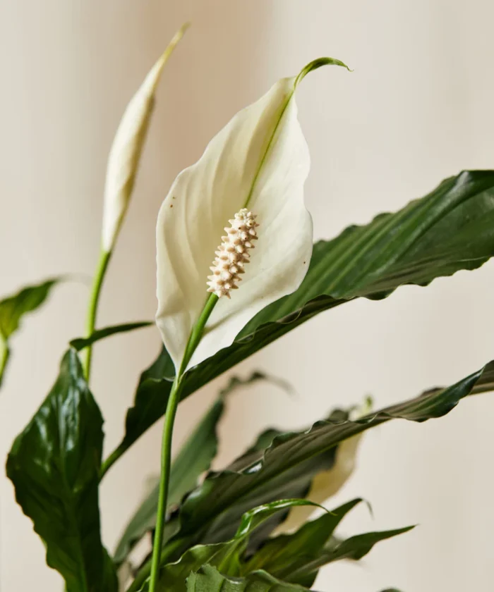 Peace Lily - Görsel 3