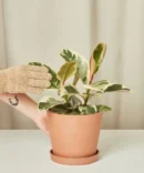 Ficus Tineke