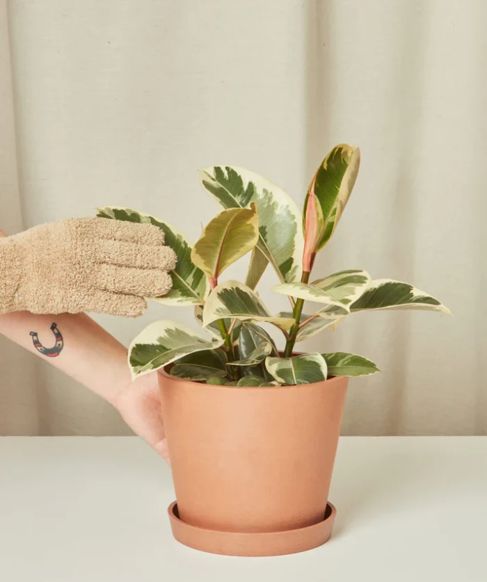 Ficus Tineke
