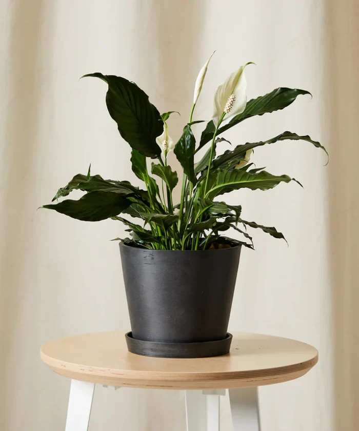 Peace Lily - Görsel 4