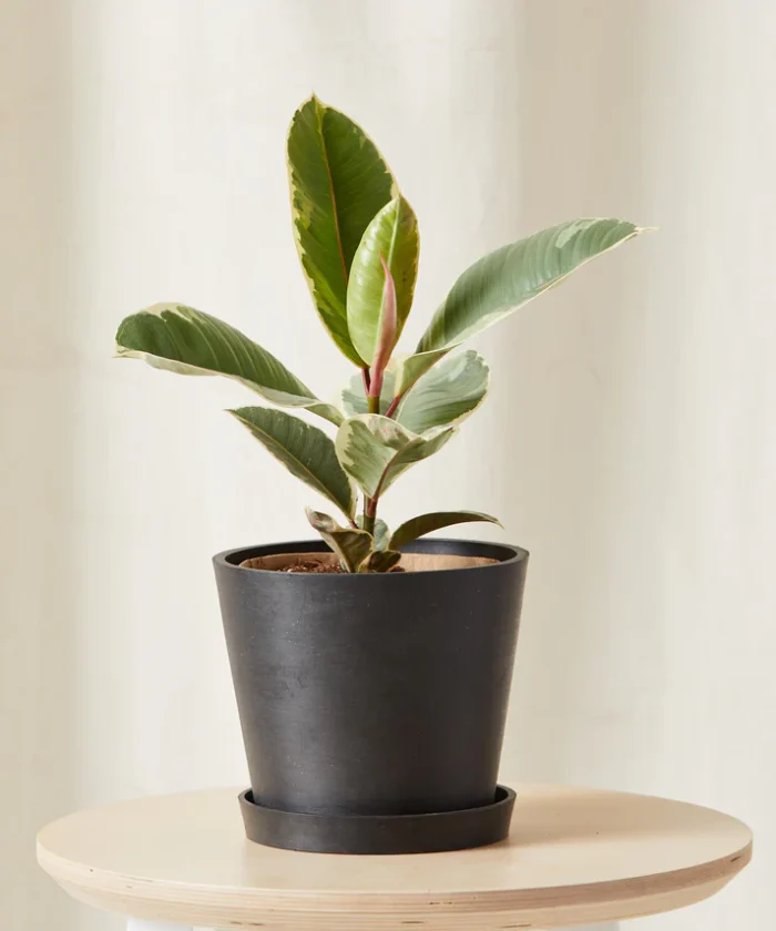 Ficus Tineke - Görsel 3