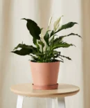 Peace Lily