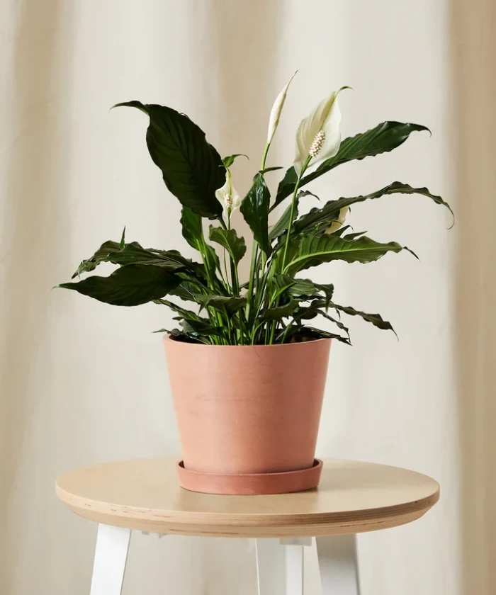 Peace Lily - Görsel 5
