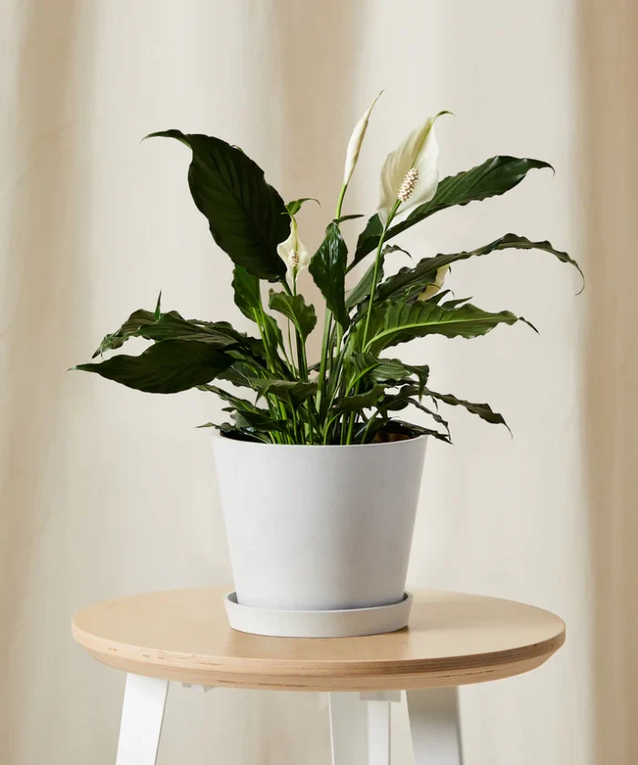 Peace Lily - Görsel 6