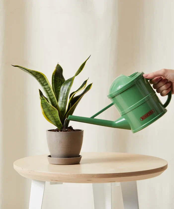 Snake Plant - Görsel 2