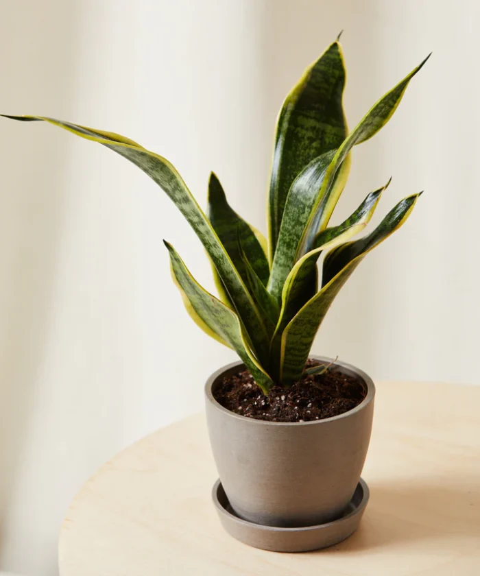 Snake Plant - Görsel 3